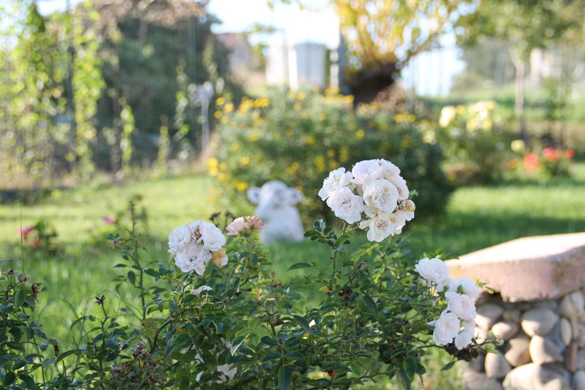 Pepe Rosa Bed & Breakfast Termoli Exterior photo